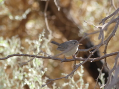 Troglodytes aedon atacamensis