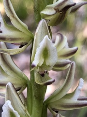 Prasophyllum brownii