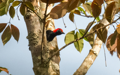 Malimbus rubricollis