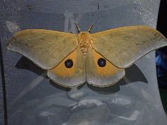 Pseudobunaea seydeli