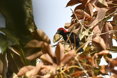 Malimbus rubricollis