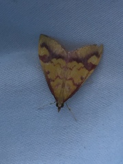 Pyrausta perrubralis