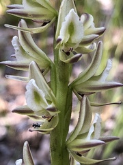 Prasophyllum brownii