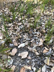 Prasophyllum brownii
