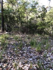 Prasophyllum brownii