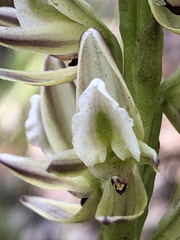 Prasophyllum brownii