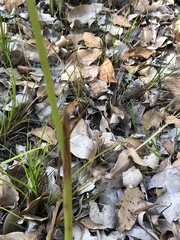 Prasophyllum brownii