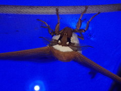 Pseudobunaea seydeli