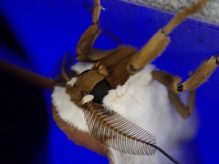 Pseudobunaea seydeli