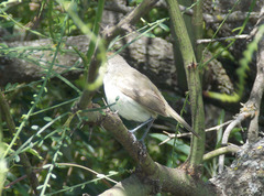 Euscarthmus meloryphus