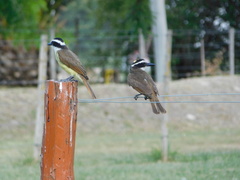 Pitangus sulphuratus