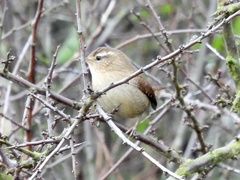 Troglodytes troglodytes