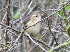 Troglodytes troglodytes