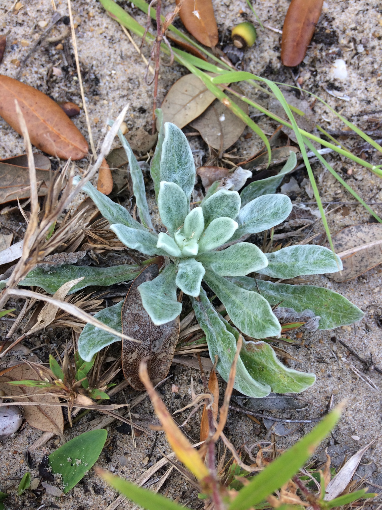 Chrysopsis gossypina ssp. gossypina