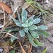 Woolly Golden-Aster - Photo (c) Joshua Liverman, some rights reserved (CC BY), uploaded by Joshua Liverman