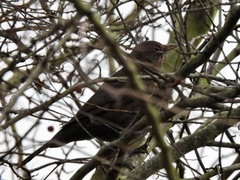 Turdus merula