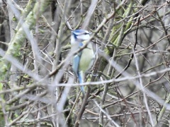 Cyanistes caeruleus