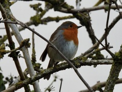 Erithacus rubecula