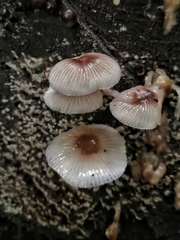 Mycena margarita