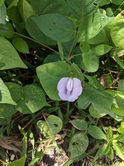 Centrosema pubescens