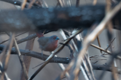 Lagonosticta rubricata