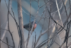 Lagonosticta rubricata