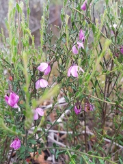 Tetratheca labillardierei