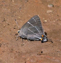 Atlides thargelia