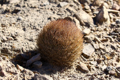 Echinomastus durangensis