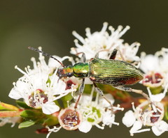 Lepturidea viridis