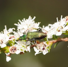 Lepturidea viridis