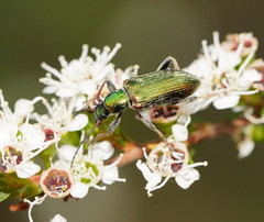 Lepturidea viridis