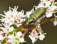 Lepturidea viridis