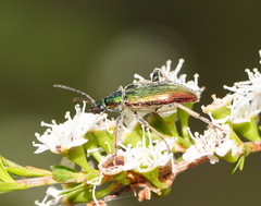 Lepturidea viridis