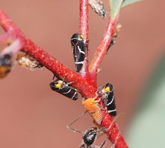 Eurymeloides bicincta
