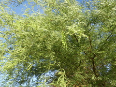 Prosopis alba