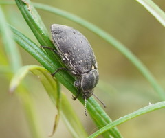 Lepispilus rotundicollis
