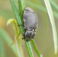 Lepispilus rotundicollis