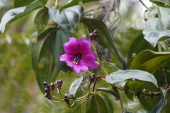 Meriania nobilis
