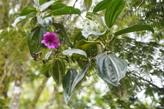 Meriania nobilis