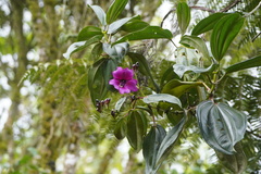 Meriania nobilis