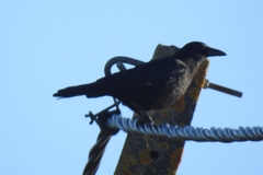 Corvus corone corone