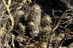 Coryphantha durangensis