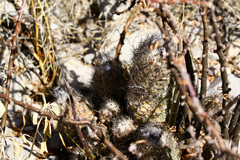 Coryphantha durangensis