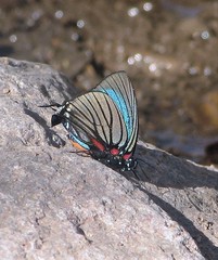 Atlides polybe