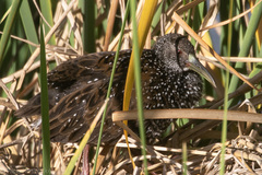 Pardirallus maculatus
