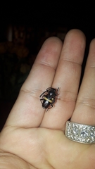 Lissonotus flavocinctus