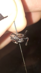 Lissonotus flavocinctus