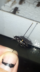 Lissonotus flavocinctus