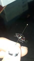 Lissonotus flavocinctus